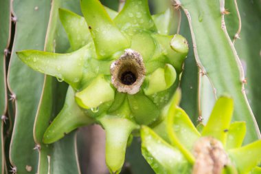 Bahçedeki yağmurdan sonra ağaçta ejderha meyvesi