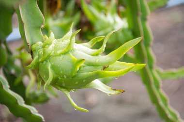 Bahçedeki yağmurdan sonra ağaçta ejderha meyvesi