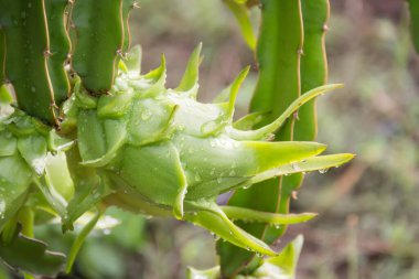 Bahçedeki yağmurdan sonra ağaçta ejderha meyvesi