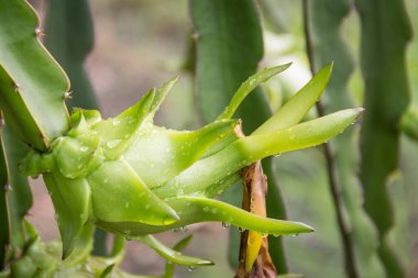 Bahçedeki yağmurdan sonra ağaçta ejderha meyvesi