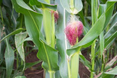 Tatlı Mısır bahçede