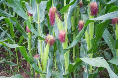 Tatlı Mısır bahçede