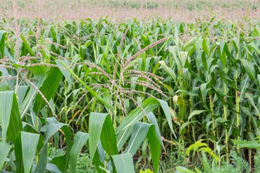 Bahçedeki mısır çiçeği.