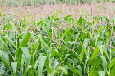 Bahçedeki mısır çiçeği.