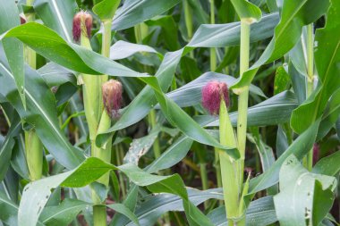 Tatlı Mısır bahçede