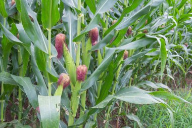 Tatlı Mısır bahçede