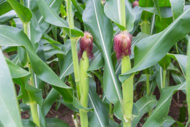 Tatlı Mısır bahçede