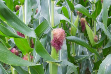 Tatlı Mısır bahçede