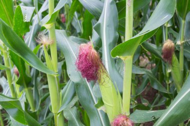 Tatlı Mısır bahçede