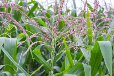 Bahçedeki mısır çiçeği.
