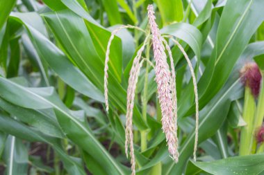 Bahçedeki mısır çiçeği.