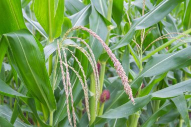 Bahçedeki mısır çiçeği.