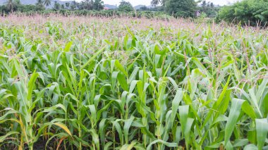 Bahçedeki mısır çiçeği.