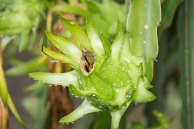 Bahçedeki yağmurdan sonra ağaçta ejderha meyvesi