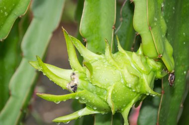 Bahçedeki yağmurdan sonra ağaçta ejderha meyvesi