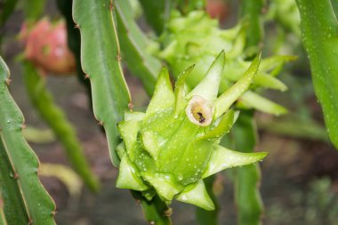 Bahçedeki yağmurdan sonra ağaçta ejderha meyvesi