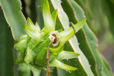 Bahçedeki yağmurdan sonra ağaçta ejderha meyvesi