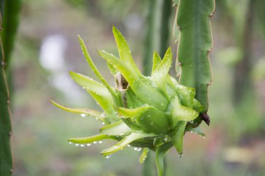 Bahçedeki yağmurdan sonra ağaçta ejderha meyvesi