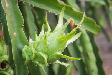 Bahçedeki yağmurdan sonra ağaçta ejderha meyvesi
