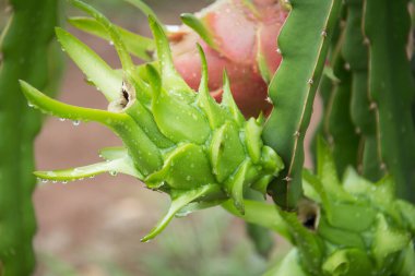 Bahçedeki yağmurdan sonra ağaçta ejderha meyvesi