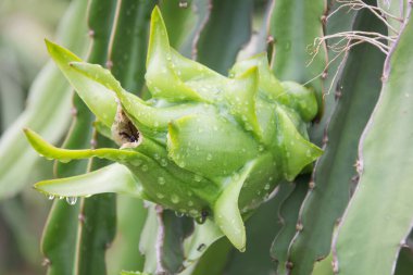 Bahçedeki yağmurdan sonra ağaçta ejderha meyvesi