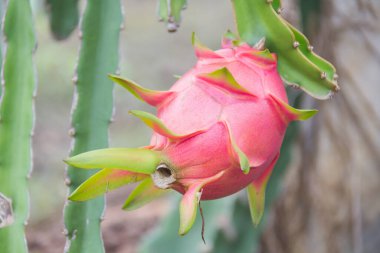 Dragon meyve, ağaç Pitaya