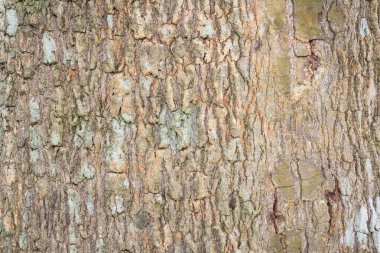 eski ahşap duvar arkaplanı