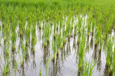 pirinç alan erken aşamada