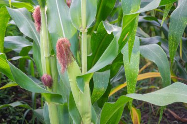 Tatlı Mısır bahçede