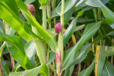 Tatlı Mısır bahçede