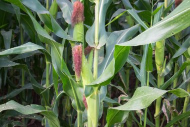 Tatlı Mısır bahçede