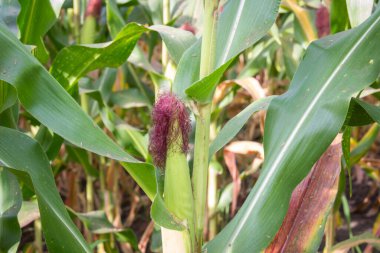 Tatlı Mısır bahçede