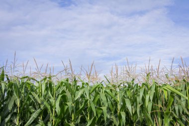 Tatlı Mısır bahçede