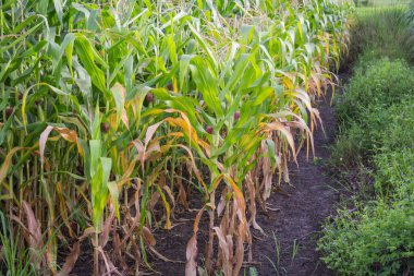 Tatlı Mısır bahçede