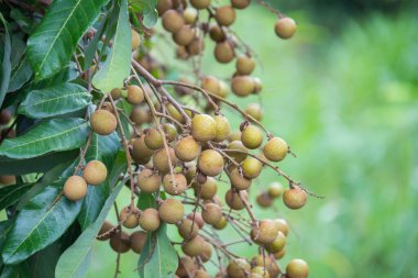 Bahçedeki ağaçta Longan meyvesi, Tayland .