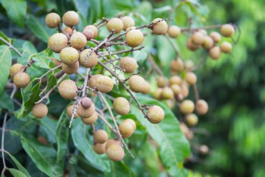 Bahçedeki ağaçta Longan meyvesi, Tayland .