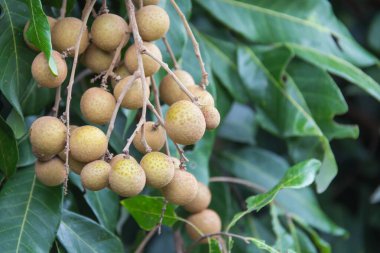 Bahçedeki ağaçta Longan meyvesi, Tayland .