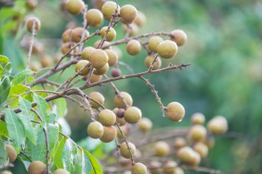 Bahçedeki ağaçta Longan meyvesi, Tayland .