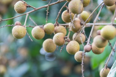 Bahçedeki ağaçta Longan meyvesi, Tayland .