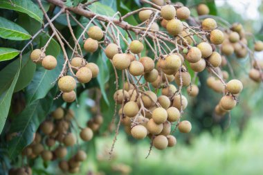 Bahçedeki ağaçta Longan meyvesi, Tayland .