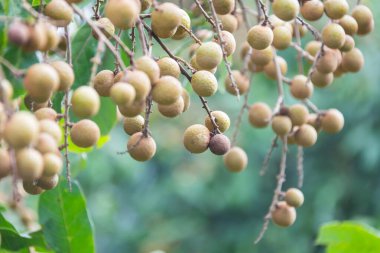 Bahçedeki ağaçta Longan meyvesi, Tayland .