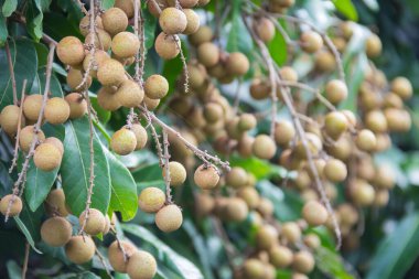 Bahçedeki ağaçta Longan meyvesi, Tayland .