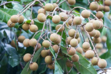 Bahçedeki ağaçta Longan meyvesi, Tayland .