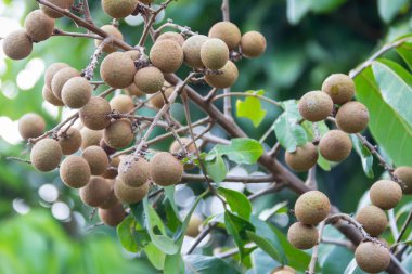 Bahçedeki ağaçta Longan meyvesi, Tayland .
