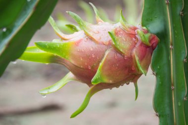 Bahçedeki yağmurdan sonra ağaçta ejderha meyvesi