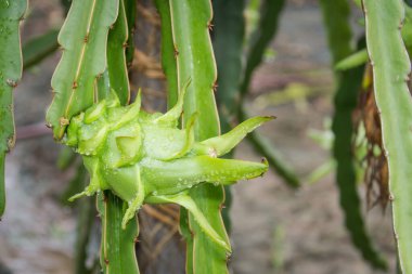Bahçedeki yağmurdan sonra ağaçta ejderha meyvesi