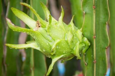 Bahçedeki yağmurdan sonra ağaçta ejderha meyvesi