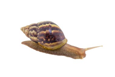 Beyaz arka plan üzerinde izole kara salyangoz