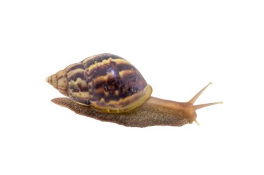 Beyaz arka plan üzerinde izole kara salyangoz