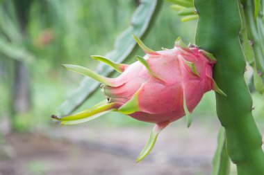 Dragon meyve, ağaç Pitaya